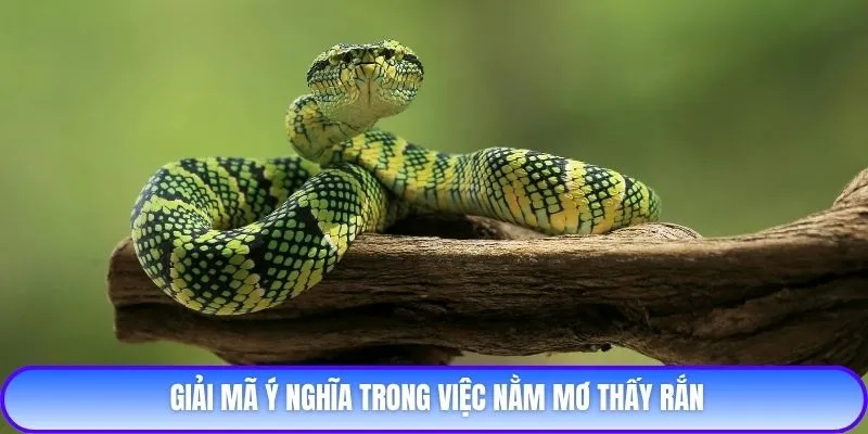 Giải mã ý nghĩa trong việc nằm mơ thấy rắn