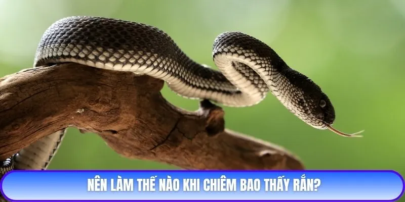 Nên làm thế nào khi chiêm bao thấy rắn?